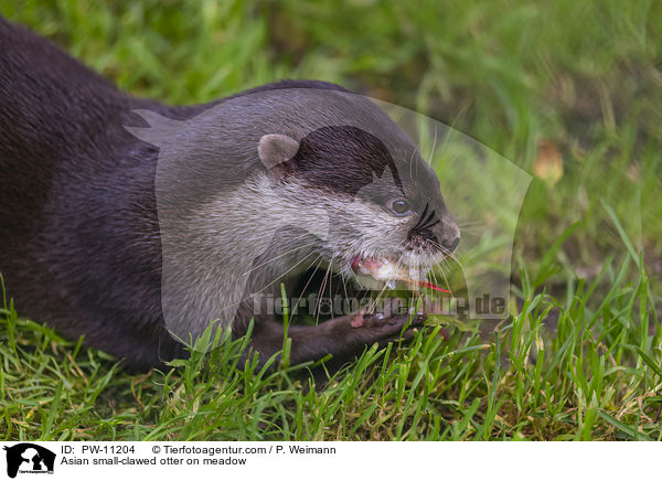 Asian small-clawed otter on meadow / PW-11204
