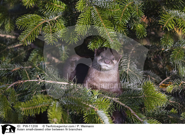 Zwergotter zwischen Tannenzweigen / Asian small-clawed otter between fir branches / PW-11208