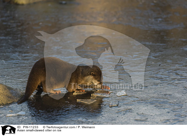 Zwergotter auf Eis / Asian small-clawed otter on ice / PW-11233