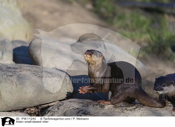 Zwergotter / Asian small-clawed otter / PW-11240