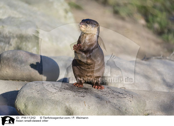 Zwergotter / Asian small-clawed otter / PW-11242