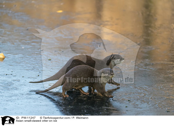 Zwergotter auf Eis / Asian small-clawed otter on ice / PW-11247
