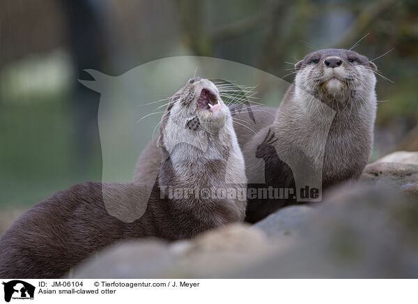 Asian small-clawed otter / JM-06104