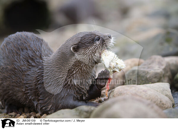 Asian small-clawed otter / JM-06109