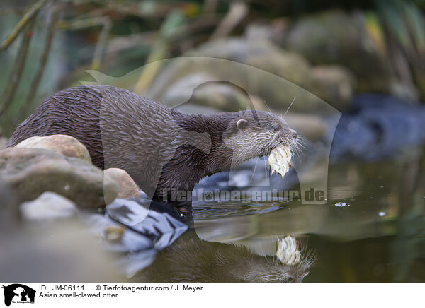Asian small-clawed otter / JM-06111