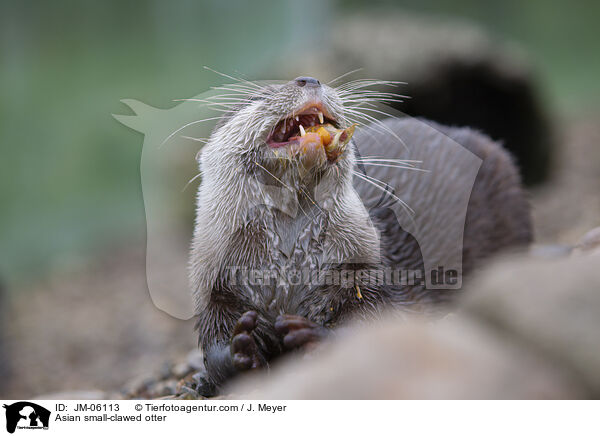 Asian small-clawed otter / JM-06113