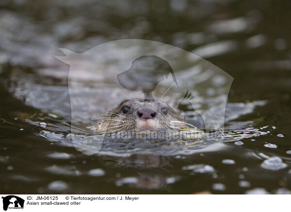 Asian small-clawed otter / JM-06125