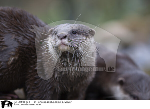 Asian small-clawed otter / JM-06134