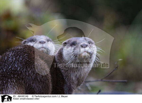 Asian small-clawed otter / JM-06146