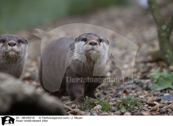Asian small-clawed otter / JM-06518
