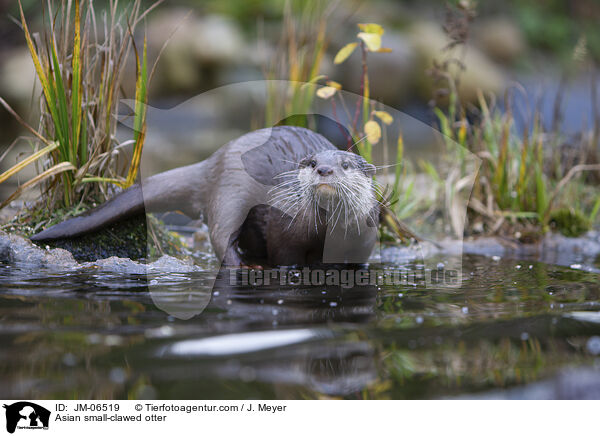 Asian small-clawed otter / JM-06519