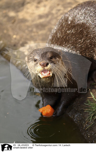 Zwergotter / small-clawed otter / HL-03203