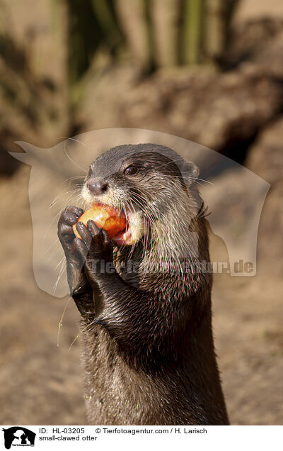Zwergotter / small-clawed otter / HL-03205