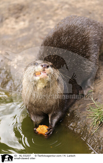 Zwergotter / small-clawed otter / HL-03207