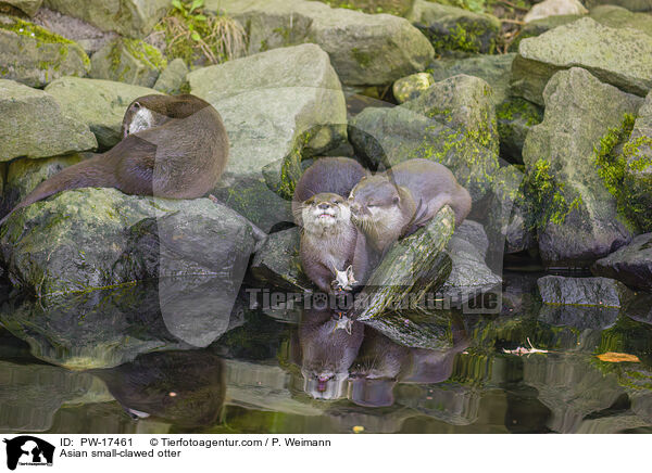 Asian small-clawed otter / PW-17461