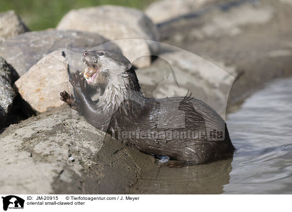 oriental small-clawed otter / JM-20915