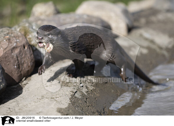 oriental small-clawed otter / JM-20916