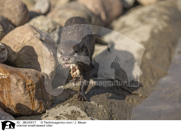 oriental small-clawed otter / JM-20917