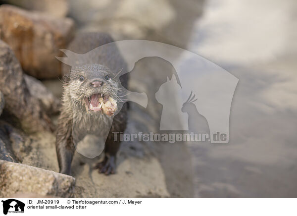oriental small-clawed otter / JM-20919