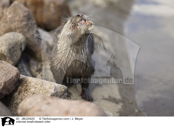 oriental small-clawed otter / JM-20920