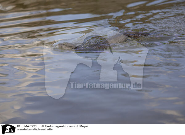 oriental small-clawed otter / JM-20921