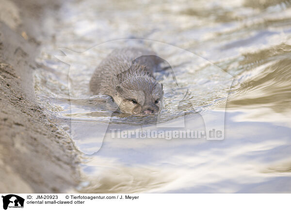 oriental small-clawed otter / JM-20923