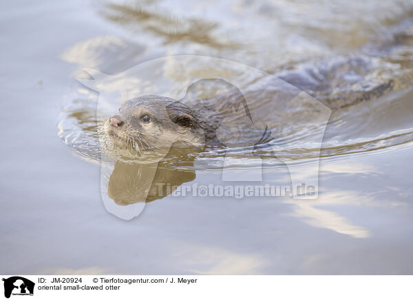oriental small-clawed otter / JM-20924