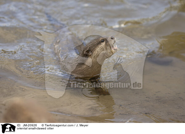 oriental small-clawed otter / JM-20926