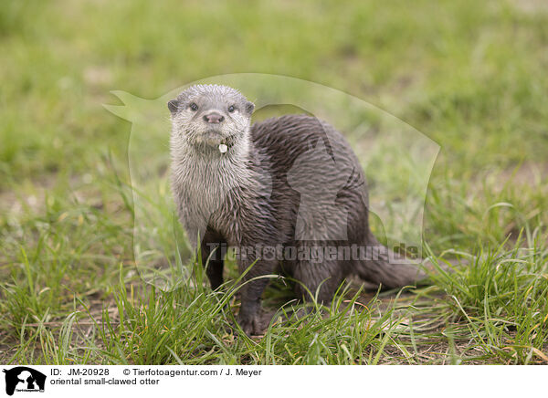 oriental small-clawed otter / JM-20928