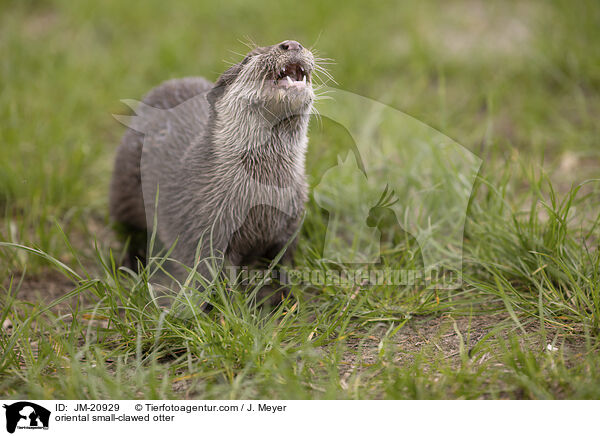 oriental small-clawed otter / JM-20929