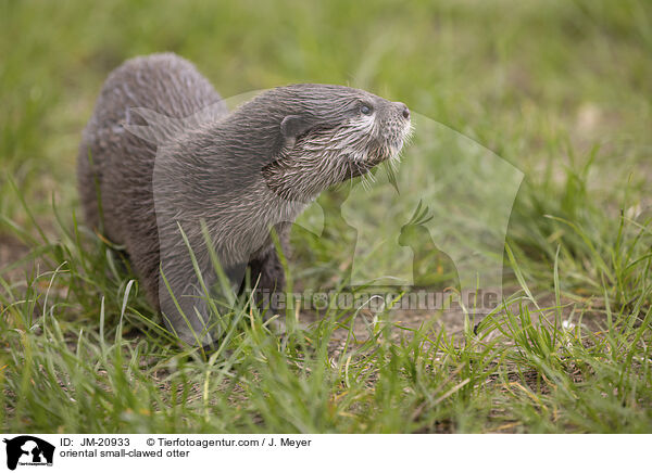 oriental small-clawed otter / JM-20933