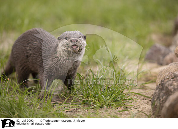 oriental small-clawed otter / JM-20934