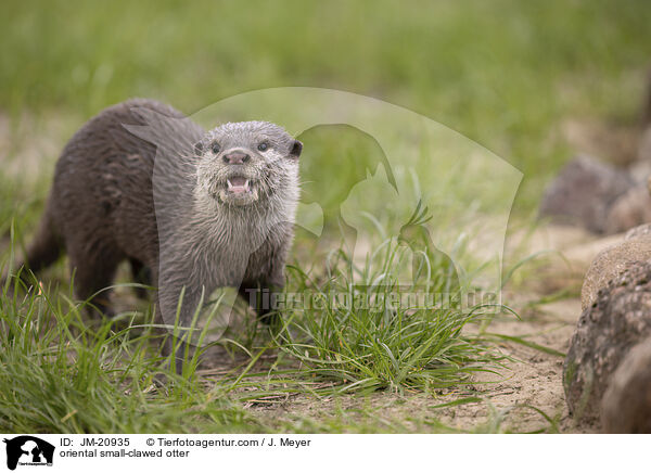 oriental small-clawed otter / JM-20935