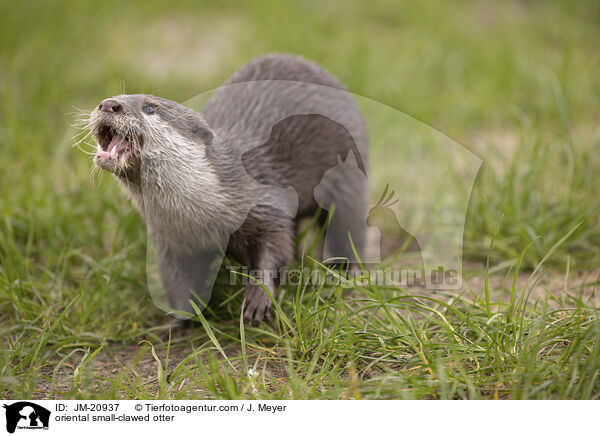 oriental small-clawed otter / JM-20937