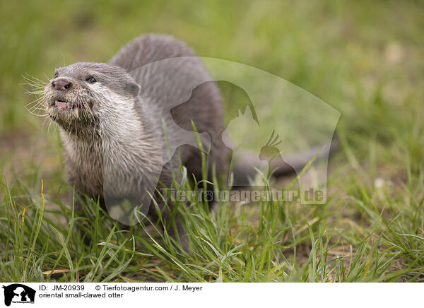 oriental small-clawed otter / JM-20939