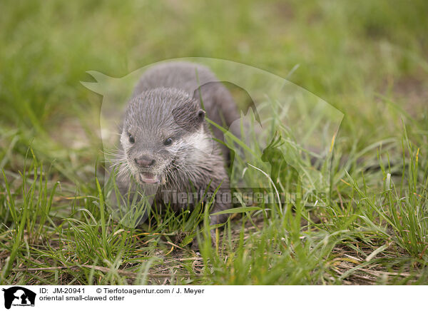 oriental small-clawed otter / JM-20941