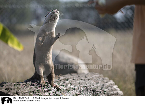 Asian small-clawed otter / JM-22340