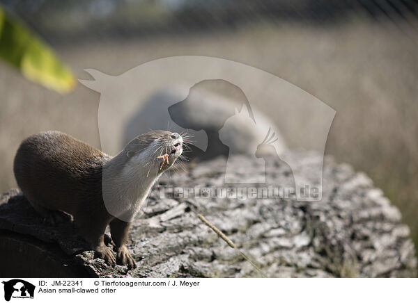 Asian small-clawed otter / JM-22341