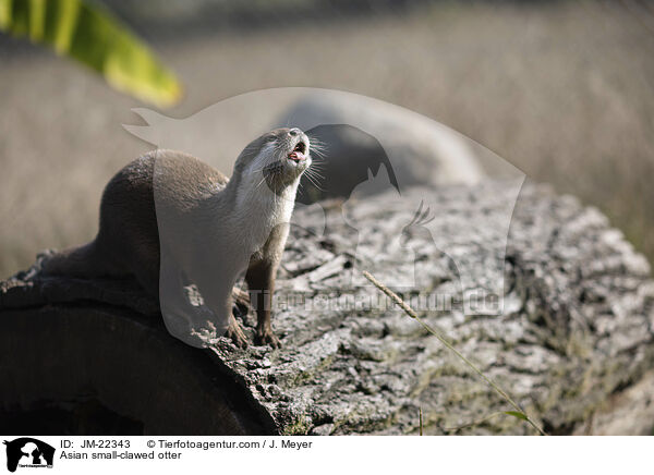 Asian small-clawed otter / JM-22343