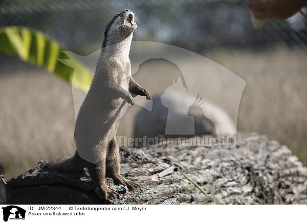 Asian small-clawed otter / JM-22344