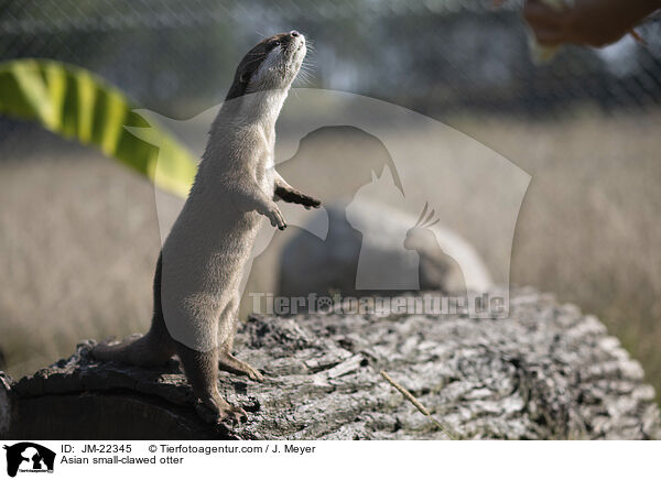 Asian small-clawed otter / JM-22345