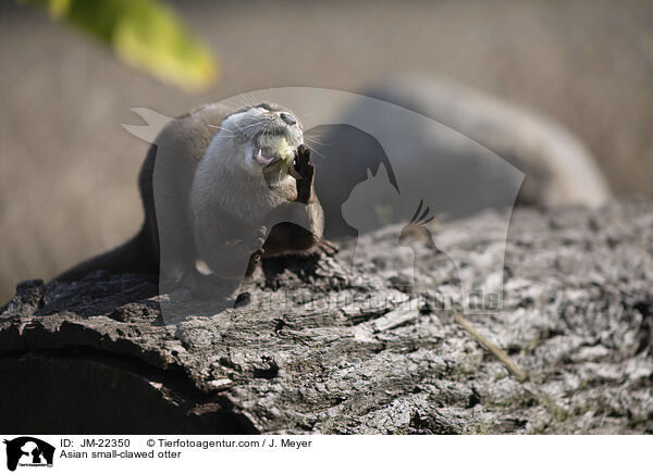 Asian small-clawed otter / JM-22350