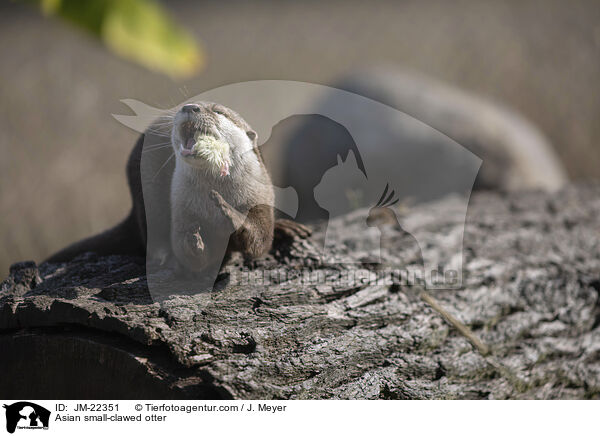 Asian small-clawed otter / JM-22351