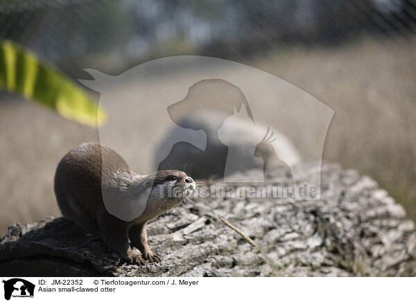 Asian small-clawed otter / JM-22352