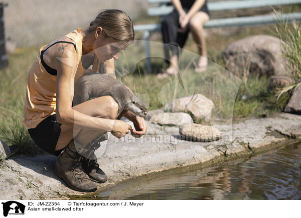 Zwergotter / Asian small-clawed otter / JM-22354