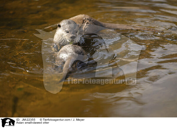 Asian small-clawed otter / JM-22355