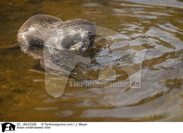 Asian small-clawed otter / JM-22356