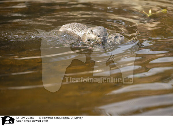 Asian small-clawed otter / JM-22357