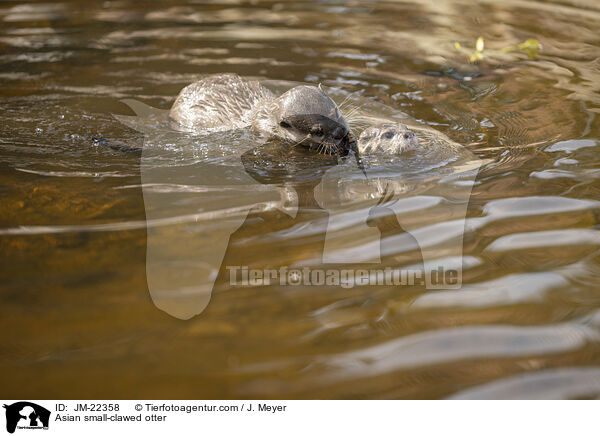 Asian small-clawed otter / JM-22358