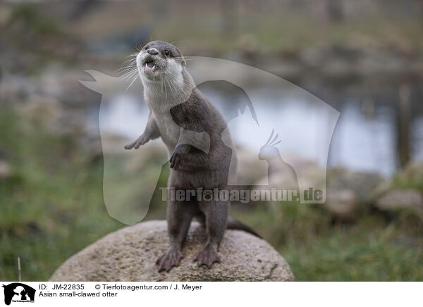 Zwergotter / Asian small-clawed otter / JM-22835